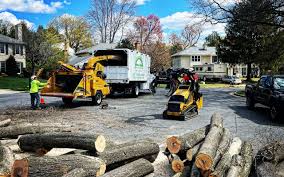 Why Choose Our Tree Removal Services in Cumberland, MD?