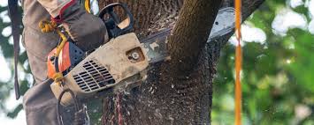 Best Tree Removal  in Cumberland, MD