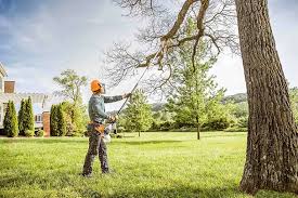 Best Tree Mulching  in Cumberland, MD