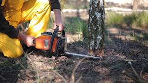 Professional  Tree Services in Cumberland, MD