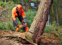 Best Hazardous Tree Removal  in Cumberland, MD