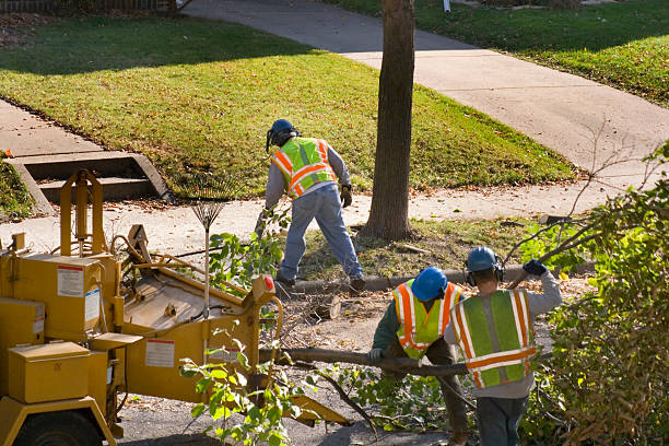 Best Fruit Tree Pruning  in Cumberland, MD