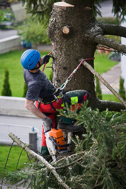 Best Utility Line Clearance  in Cumberland, MD