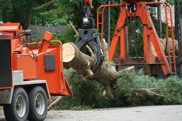 Best Weed Control  in Cumberland, MD