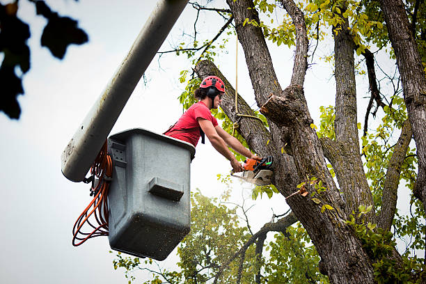 Best Tree and Shrub Care  in Cumberland, MD