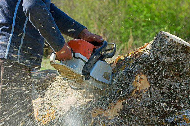 Leaf Removal in Cumberland, MD